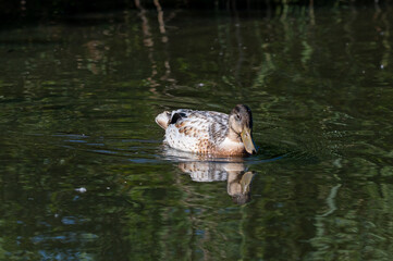 Manky mallard, juvenile duckling with white feathers that were yellow as a young chick