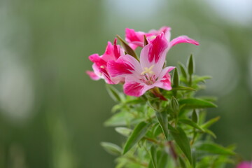 pink flower in the garden