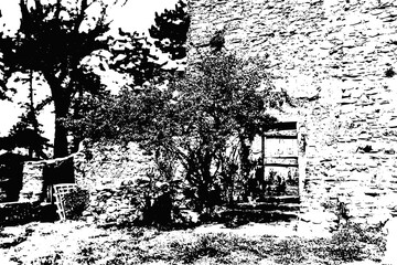 Albero e cortile antico bianco e nero
