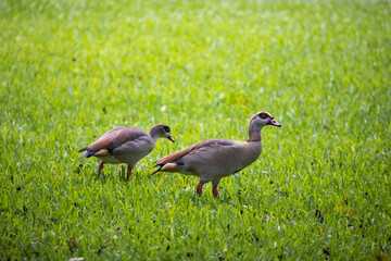 pair of Egyptian Geese in Coral Gables