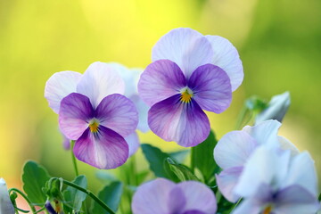 purple and white flowers