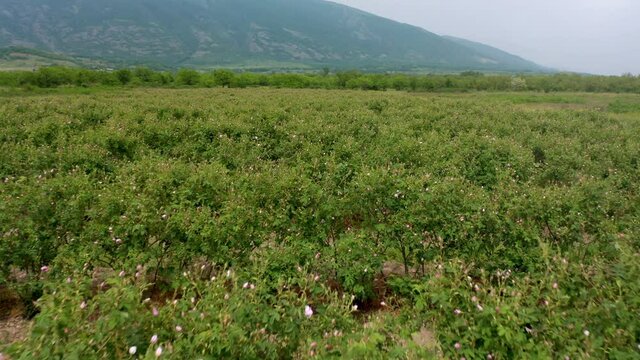 Aerial drone flight over blossomed field with oil-bearing rose (Rosa Damascena) in well-known Valley of roses near Kazanlak, Bulgaria. Close up view.