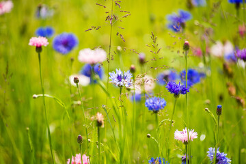 Close up of flowers blooming in a backyard