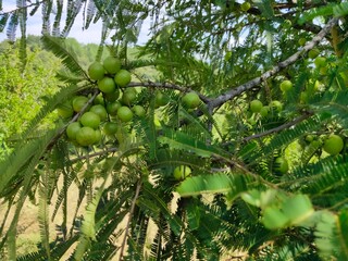 green apple tree
