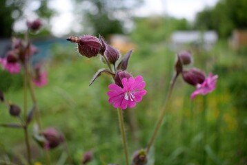 Red campion