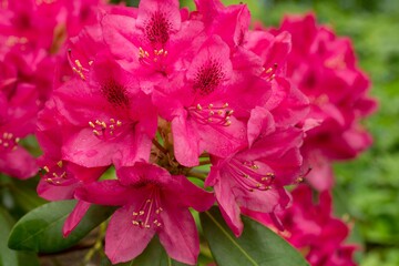 Rododendron czerwony - obrazy, fototapety, plakaty