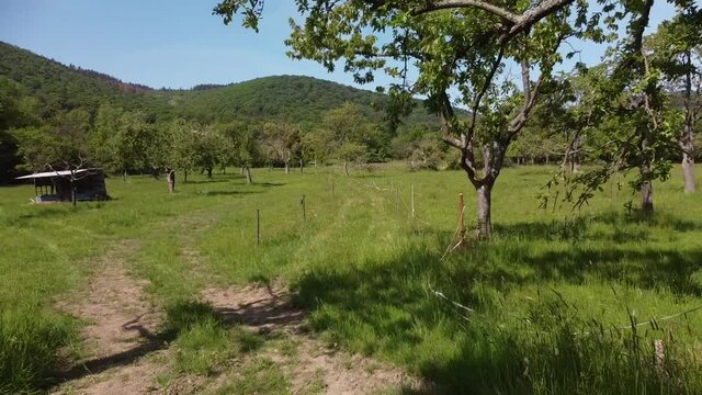 alte Streuobstwiesen als Wertvoller Lebensraum im Rheintal