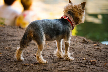 Yorkshire terrier in the park looks at the water