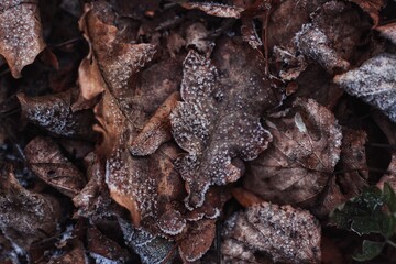 natural forest background