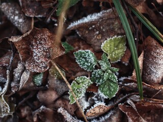 the first frost on the leaves