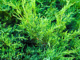 the green Western thuja is close . green background
