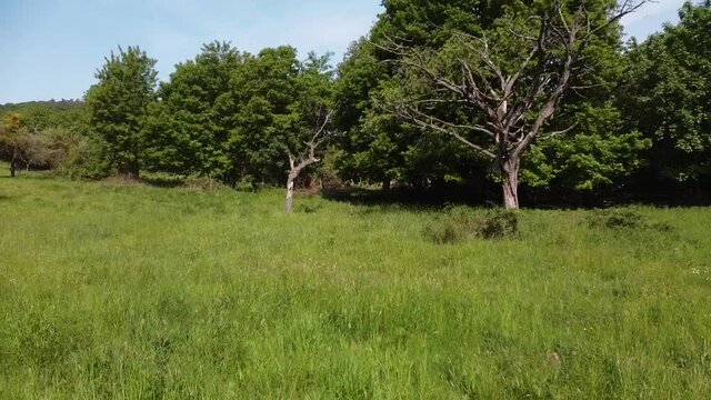 alte Streuobstwiesen als Wertvoller Lebensraum im Rheintal