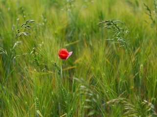 Blooming red poppy grows in the field of ripening green wheat.