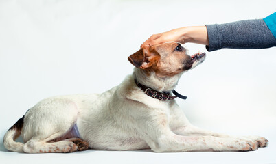 female hand stroking a disabled mongrel dog © Sofiia