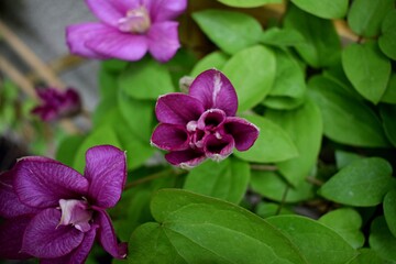 Blooming Clematis Innocent Glance