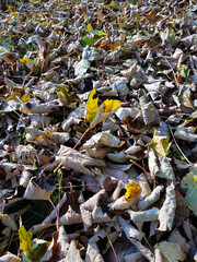 Autumn leaves, forming an abstract pattern as they lie on the ground.