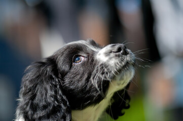 Close up shot of small black and white spaniel looking upwards  set against a blurred background.