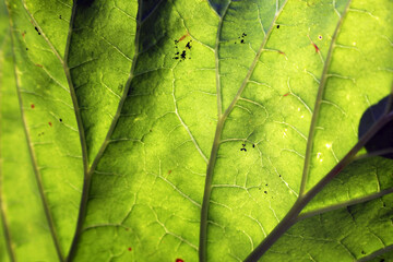 Blatt mit Läusen
