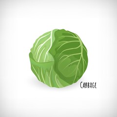 Green cabbage plant isolated on white background. Fresh ingredient for salad in flat style.
