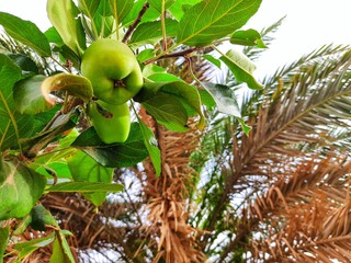 Apple fruit in garden on sahara desert of Algeria