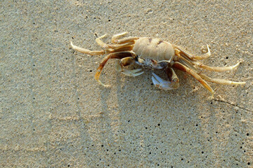 crab on the sand