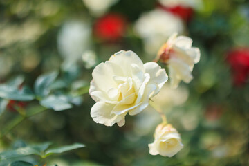 Beautiful white roses flower in the garden