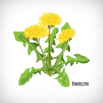 Vector image of dandelion leaves and flowers bloom isolated on white background. Healthy diet, vegetarian organic food. Green medicinal plant in flat style.