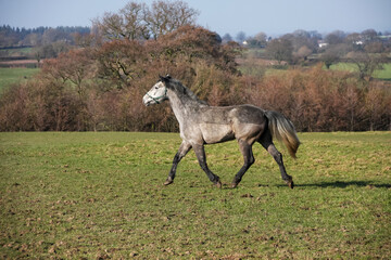 Majestic grey horse trots across the English countryside enjoying the freedom of being outside on a spring day.