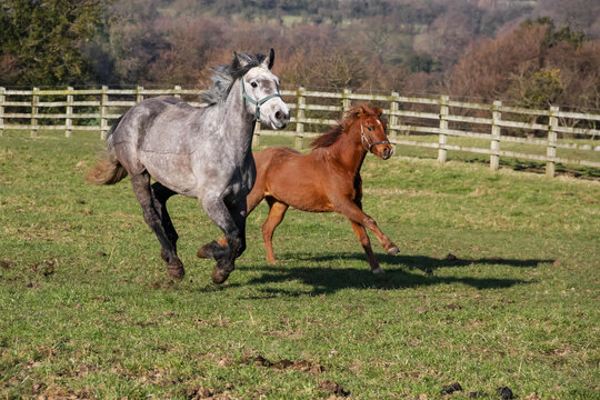 Large grey horse and a small chestnut pony race across their field enjoying the freedom to run on a summers day .