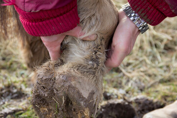 Close up shot of horses foot suffering from mud fever an illness caused by the feet being in mud and wet for long periods  - obrazy, fototapety, plakaty