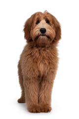 Adorable red / abricot Labradoodle dog puppy, standing facing front, looking towards camera with shiny dark eyes. Isolated on white background.