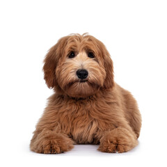 Adorable red / abricot Labradoodle dog puppy, laying down facing front, looking towards camera with shiny dark eyes. Isolated on white background. Mouth closed and cute head tilt