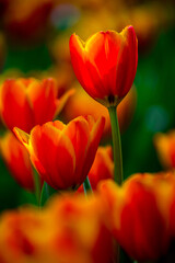 Fototapeta premium Selective focus of the orange-yellow tulips.