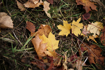 autumn leaves in the forest