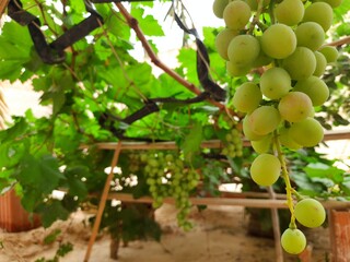 grape or vine in sahara desert of Algeria