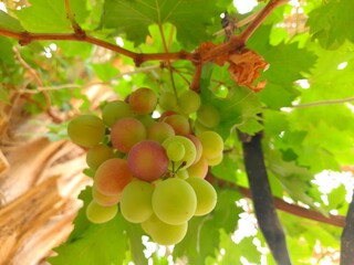 grape or vine in sahara desert of Algeria