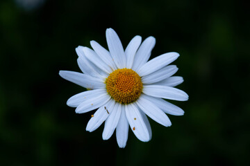 Obraz premium daisy flower close up
