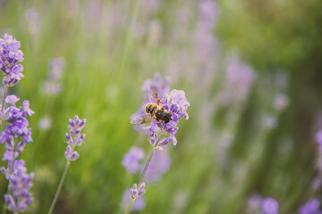 Naklejka premium lavender flowers in the garden