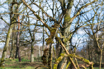 Naturschutzgebiet Wald, Sandd&uuml;nen in Baden-Baden Sandweier