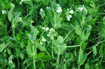 flowering peas on the field on a day