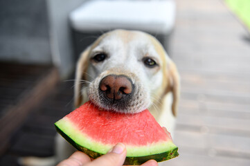 Labrador retriever eats with an appetite watermelon from hands. Selective focus.