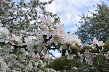 The Apple tree is blooming.Spring
