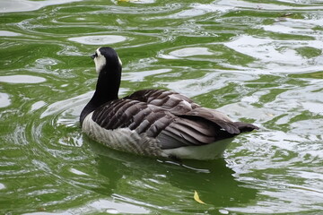 Prächtiges Federnkleid einer Nonnengans auf dem Weiher