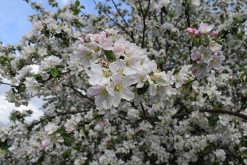 The Apple tree is blooming.Spring