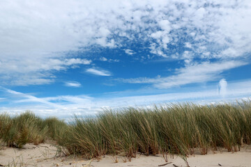 Fototapeta na wymiar dunes, Zwin, border between Belgium and the Netherlands