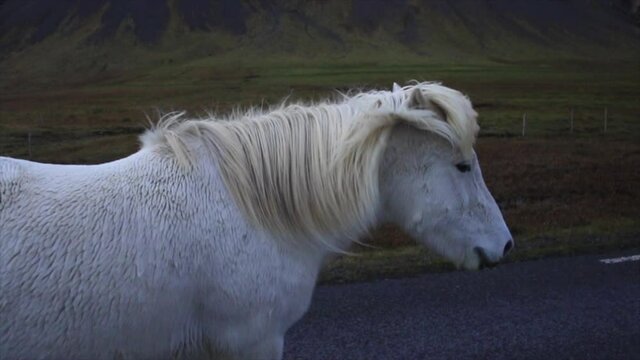 Wild Icelandic horses walk free on the road slow motion HD