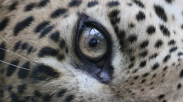 Close-up view of eye Sri lankan leopard. Detail of a blink Ceylon panther with trees reflected in his eye. Spotted fur on head Panthera pardus kotiya. Eye movements during tracking object of interest