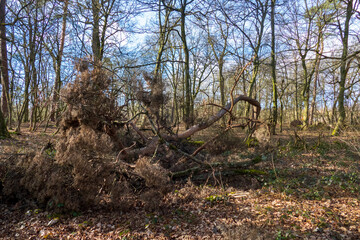 Naturschutzgebiet Wald, Sanddünen in Baden-Baden Sandweier