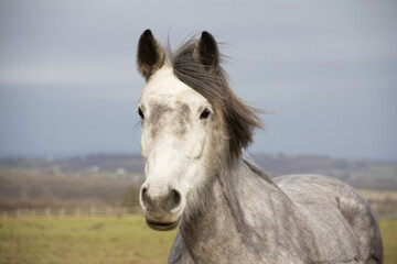Close up head shot of beautiful grey horse outdoors on stormy day.