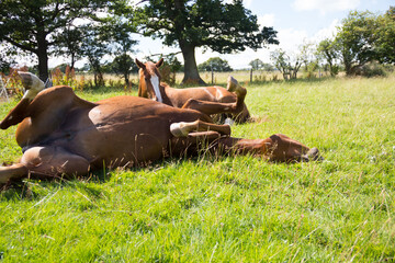 Chestnut horse enjoys a roll on grass on a summers day while it’s friend lies nearby relaxing and...
